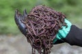 Farmer hands holding Fertile soil Royalty Free Stock Photo