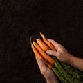 Farmer hands holding freshly harvested carrots Royalty Free Stock Photo