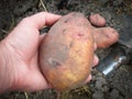 Farmer hands holding freshly harvested organic potatoes close up. Man picking potatoes earth fresh garden Royalty Free Stock Photo