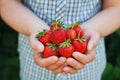 Farmer hands holding organic ripe strawberry