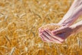 Farmer hands holding ripe wheat corns