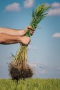 Farmer hands holding wheat Royalty Free Stock Photo