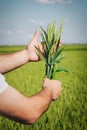 Farmer hands holding wheat Royalty Free Stock Photo