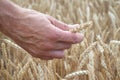 Farmer hands holding wheat. Male hand holding ripe golden wheat ears on blurred wheat field background. Close up, top view. Royalty Free Stock Photo