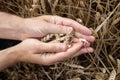 Farmer hands holding wheat. Male hand holding ripe golden wheat ears on blurred wheat field background. Close up, top view. Royalty Free Stock Photo