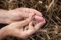 Farmer hands holding wheat. Male hand holding ripe golden wheat ears on blurred wheat field background. Close up, top view. Royalty Free Stock Photo