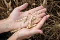 Farmer hands holding wheat. Male hand holding ripe golden wheat ears on blurred wheat field background. Close up, top view. Royalty Free Stock Photo