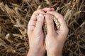 Farmer hands holding wheat. Male hand holding ripe golden wheat ears on blurred wheat field background. Close up, top view. Royalty Free Stock Photo