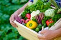 Farmer hands holding wooden box full of fresh organic vegetables, close-up view. Harvest concept Royalty Free Stock Photo