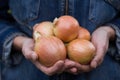 Farmer hands with onion selective focus Royalty Free Stock Photo