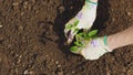 Farmer hands planting to soil tomato seedling Royalty Free Stock Photo