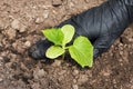 Farmer hands planting to soil tomato seedling in the vegetable garden. On the background a watering can for irrigation. Organic Royalty Free Stock Photo