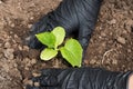 Farmer hands planting to soil tomato seedling in the vegetable garden. On the background a watering can for irrigation. Organic Royalty Free Stock Photo