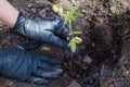 Farmer hands planting to soil tomato seedling in the vegetable garden. On the background a watering can for irrigation. Organic Royalty Free Stock Photo