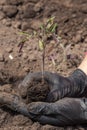 Farmer hands planting to soil tomato seedling in the vegetable garden. On the background a watering can for irrigation. Organic Royalty Free Stock Photo