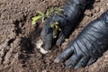 Farmer hands planting to soil tomato seedling in the vegetable garden. On the background a watering can for irrigation. Organic Royalty Free Stock Photo