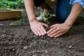 Close-up farmer hands planting to soil tomato seedling in the vegetable garden beds and tampering earth around the plant Royalty Free Stock Photo