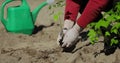 Farmer hands planting tomato seedling in the vegetable garden. On the background a watering can for irrigation. Organic Royalty Free Stock Photo