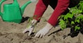 Farmer hands planting tomato seedling in the vegetable garden. On the background a watering can for irrigation. Organic Royalty Free Stock Photo