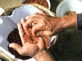 Farmer hands select rice seed