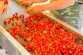 Farmer hands sorting and processing red cherries manually on conveyor belt in Washington, USA Royalty Free Stock Photo