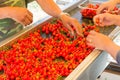 Farmer hands sorting and processing red cherries manually on conveyor belt in Washington, USA Royalty Free Stock Photo