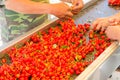 Farmer hands sorting and processing red cherries manually on conveyor belt in Washington, USA Royalty Free Stock Photo