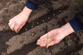 Farmer hands sowing seeding pea seeds in soil ground in garden