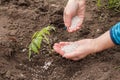 Farmer hands spreading chemical fertilizer to young tomato plant