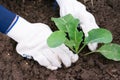 Farmer hands in white gloves is planting green young cabbage plant in ground on vegetable bed. Cultivation