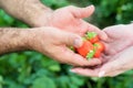 Farmer hands and woman hands holding handful of ripe strawberries, farm field in background. Royalty Free Stock Photo