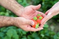 Farmer hands and woman hands holding handful of ripe strawberries, farm field in background. Royalty Free Stock Photo