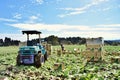 Farmer harvest cabbage in farm with reaping machine in Japan Kagoshima Sakurajima