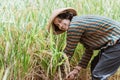 Farmer harvest paddy in rice field Royalty Free Stock Photo