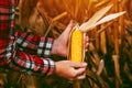 Farmer with harvest ready ripe corn maize cob in field Royalty Free Stock Photo
