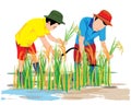 Farmer harvest rice in paddy field