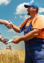 Farmer during harvest wheat count money of earn Royalty Free Stock Photo