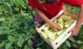 Farmer harvested peppers vegetable in a greenhouse