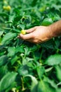 Farmer harvested ripe peppers in a greenhouse