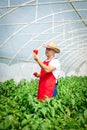 Farmer harvested ripe peppers in a greenhouse