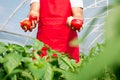 Farmer harvested ripe peppers in a greenhouse