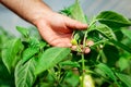 Farmer harvested ripe peppers in a greenhouse