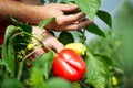 Farmer harvested ripe peppers in a greenhouse Royalty Free Stock Photo