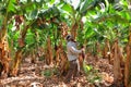 Farmer harvesting on a banana plantation Royalty Free Stock Photo