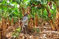 Farmer harvesting on a banana plantation Royalty Free Stock Photo