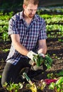 Farmer harvesting beetroot in the vegetable patch garden Royalty Free Stock Photo