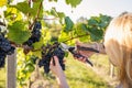 Farmer harvesting blue grapes at vineyard Royalty Free Stock Photo