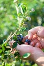 Farmer Harvesting Blueberries Royalty Free Stock Photo