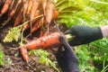 A farmer harvesting carrot on the field. Growing organic vegetables. Seacional job. Farming. Agro-industry. Agriculture. Farm.