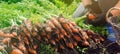 A farmer harvesting carrot on the field. Growing organic vegetables. Seacional job. Farming. Agro-industry. Agriculture. Farm.